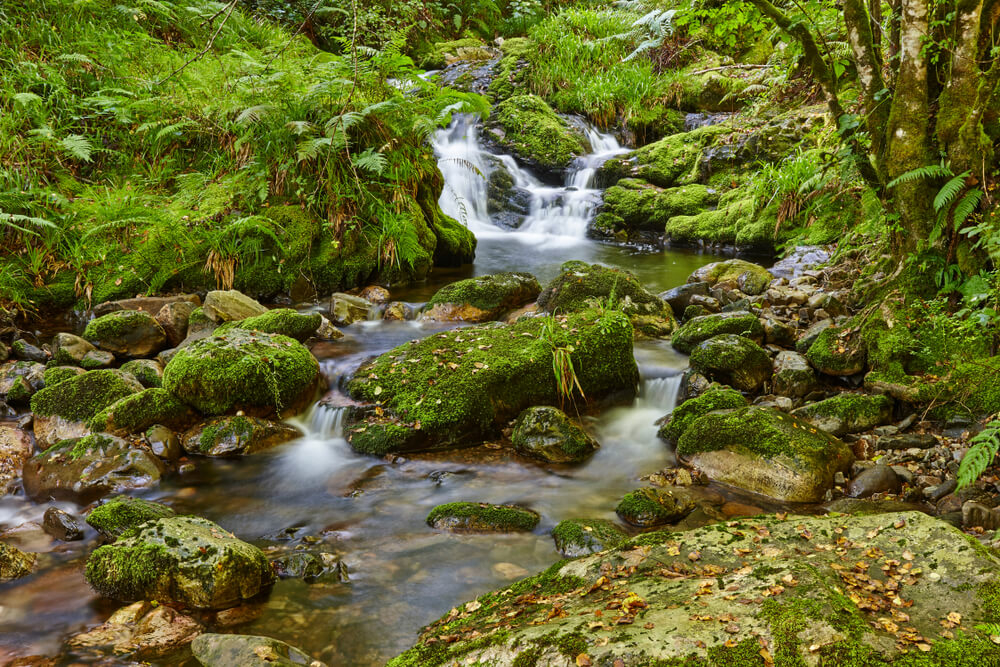 Bosque de Muniellos