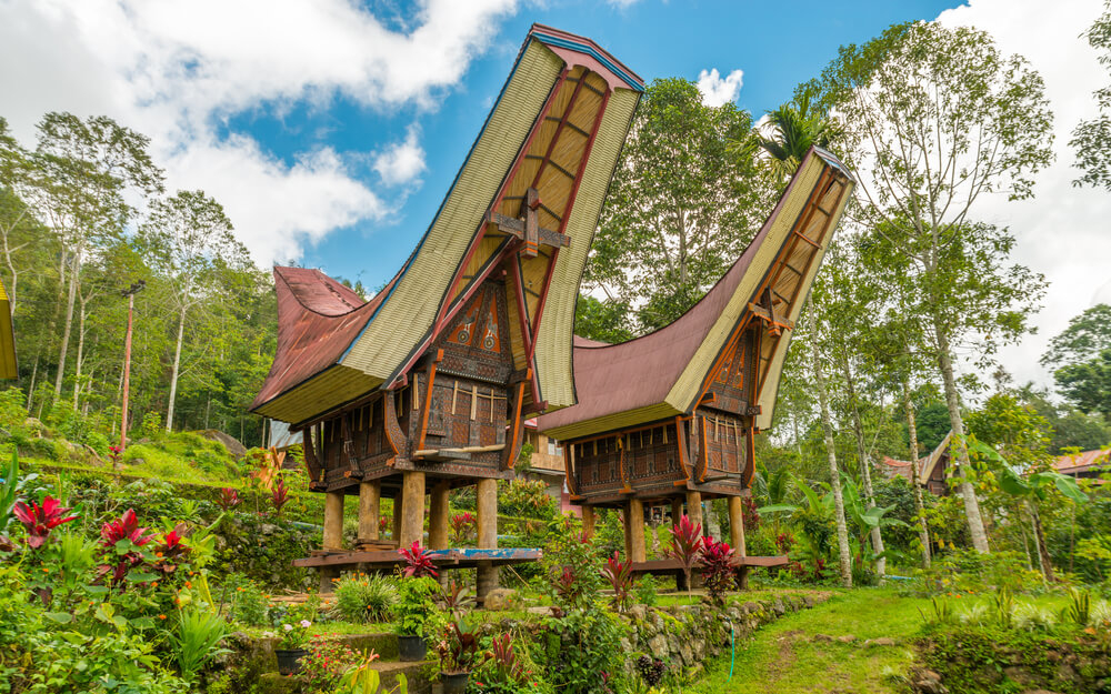 Traditional Tongkonan houses with their saddleback roofs