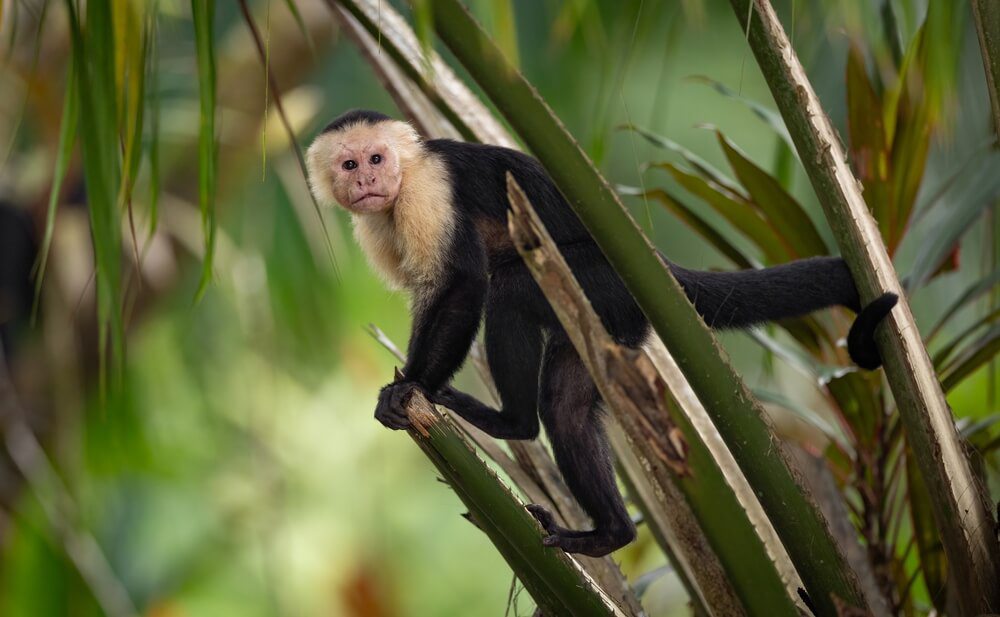 See a capuchin monkey on your adventure travel in Costa Rica