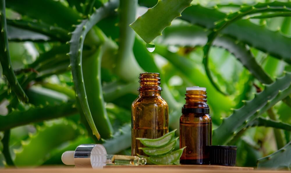 A close-up image of aloe essential oils backed by verdant aloe vera plants
