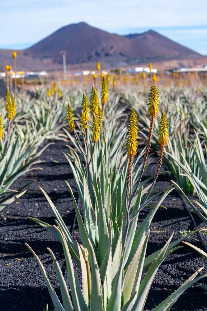 Aloe vera from the Canary Islands: Close-up of a Fuerteventura aloe farm backed by a volcano
