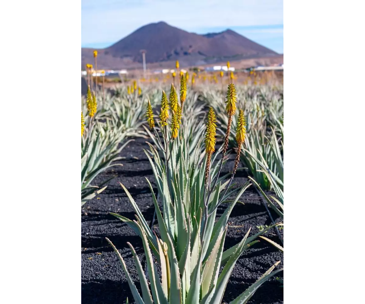 Aloe vera from the Canary Islands, all you need to know