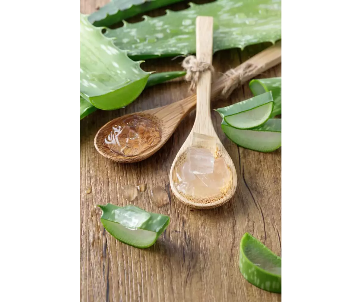Aloe vera from the Canary Islands, all you need to know