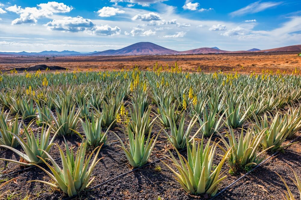 Aloe vera from the Canary Islands: An aloe vera plantation with a volcanic landscape on the horizon