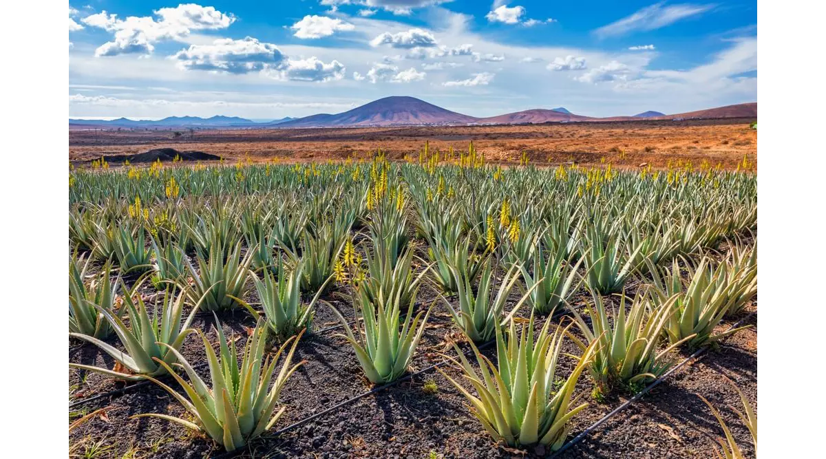 Aloe vera from the Canary Islands, all you need to know