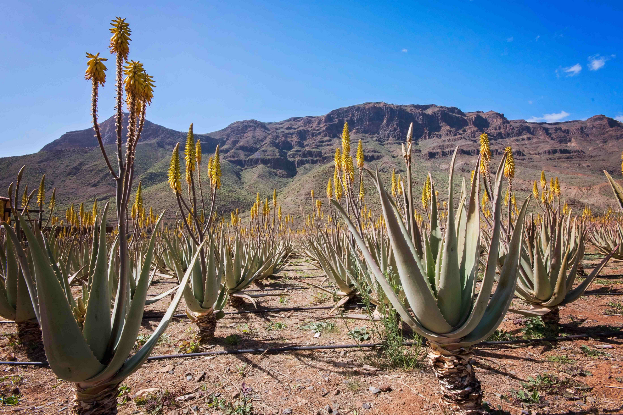 Aloe vera from the Canary Islands: A field of flowering aloe vera plants backed by rugged hills