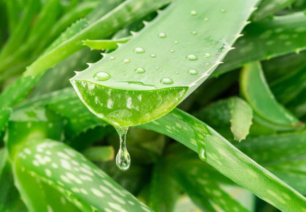 Ein aufgeschnittenes Aloe Vera- Blatt, aus dem der Saft tropft.