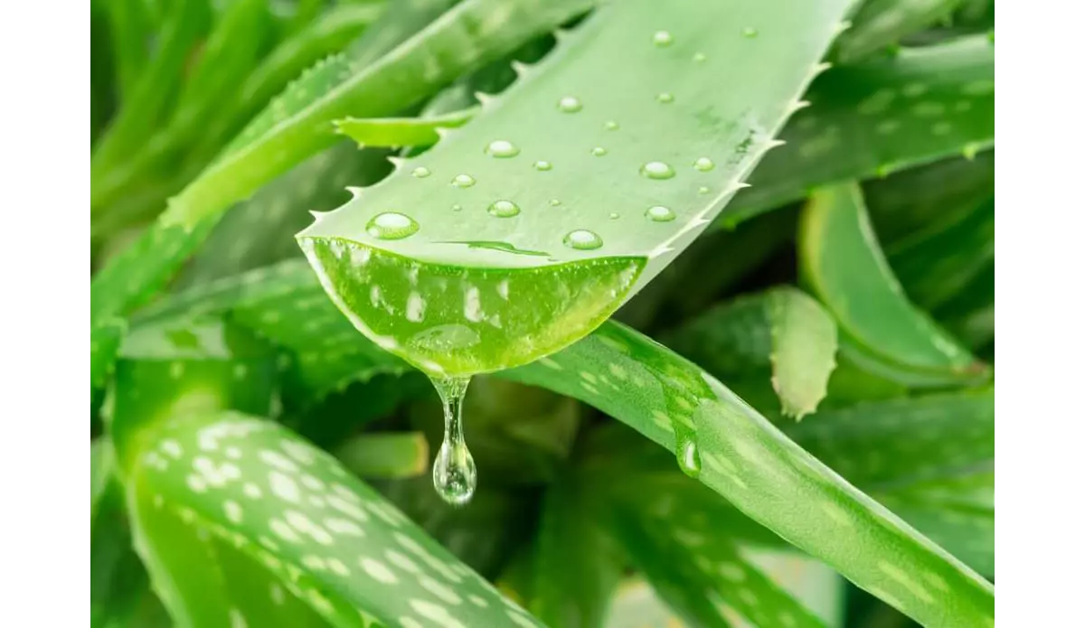 Aloe Vera aus Fuerteventura: viel mehr als ein Souvenir