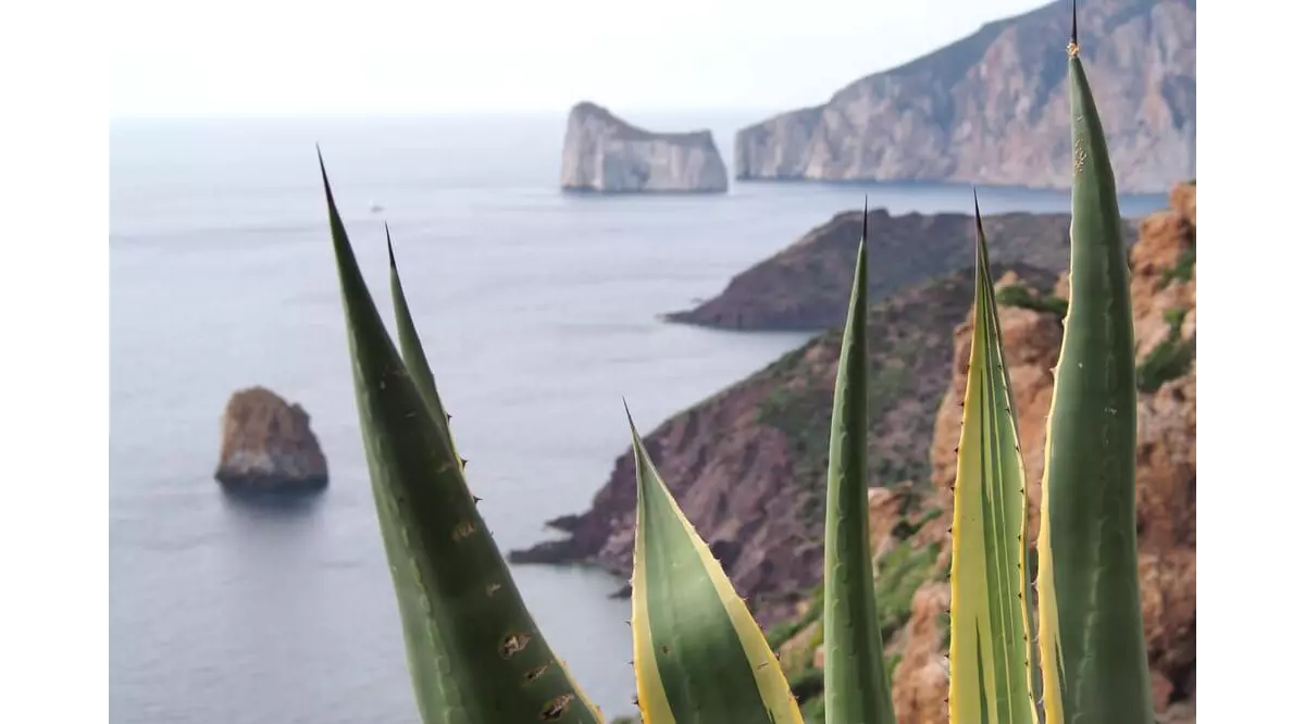 Aloe Vera aus Fuerteventura: viel mehr als ein Souvenir