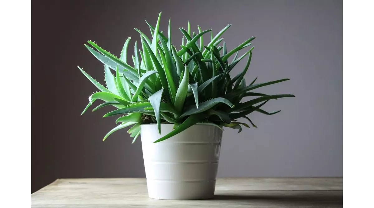 Aloe Vera aus Fuerteventura: viel mehr als ein Souvenir