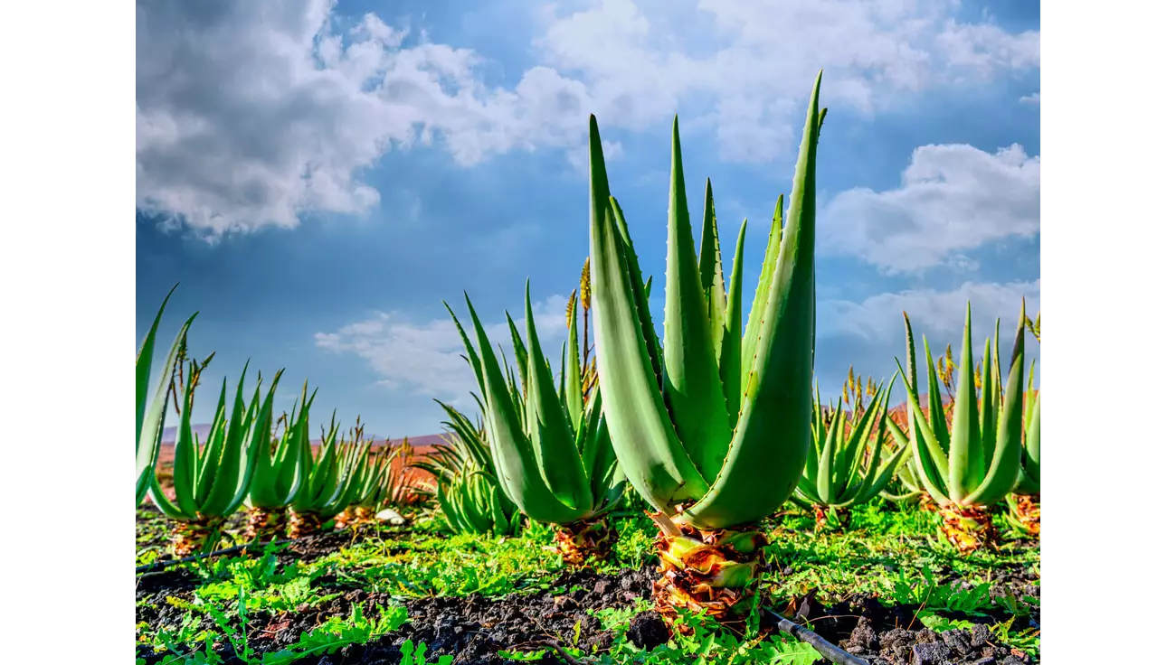 aloe vera magen darm Espara Aloe Vera BIO Saft: Immunsystem, Magen-Darm, Stoffwechsel –  Naturpräparate Dieterich main image 0