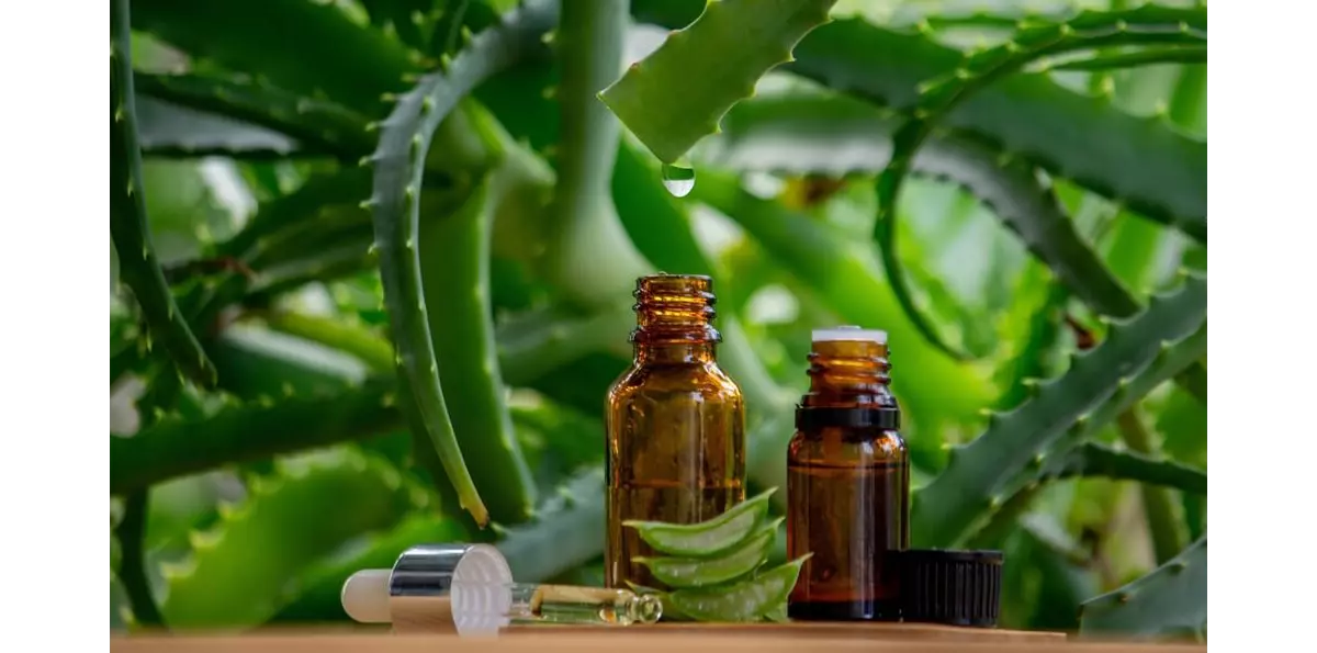 Aloe Vera aus Fuerteventura: viel mehr als ein Souvenir