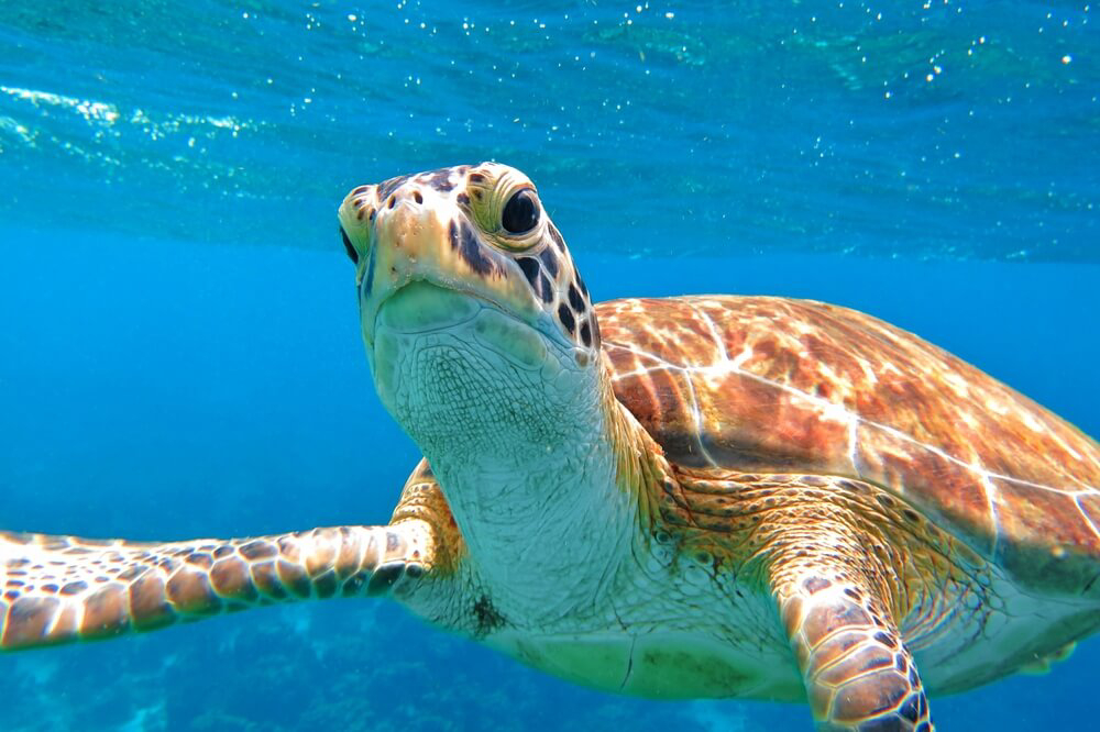 One of the best Aruba adventures is going snorkeling.