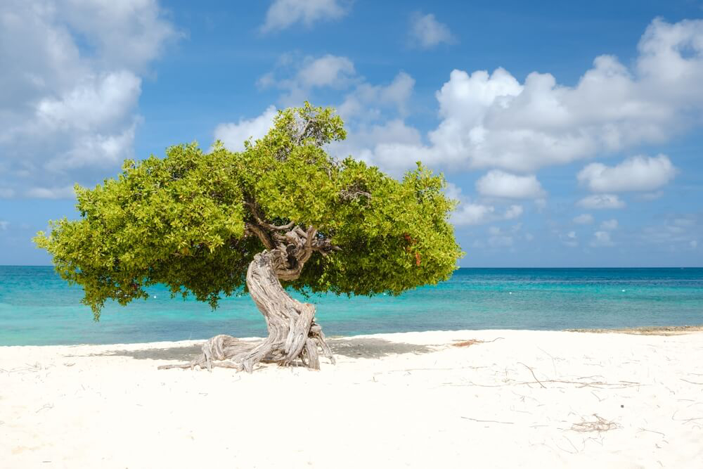 Divi-divi-Baum an einem schneeweißen Strand auf Aruba