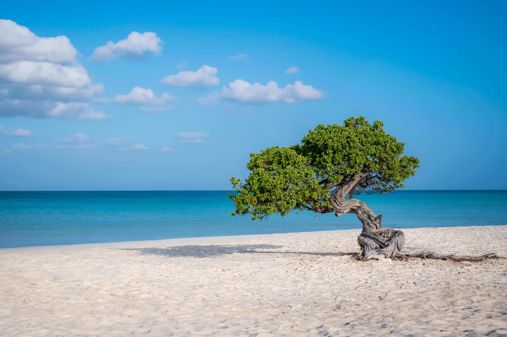 The best beaches in Aruba are defined by their white sands and clear waters