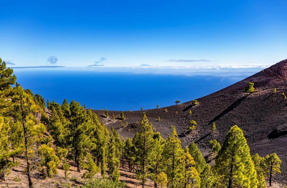 Pines perch on the volcanic slopes of La Palma, overlooking an azure sea