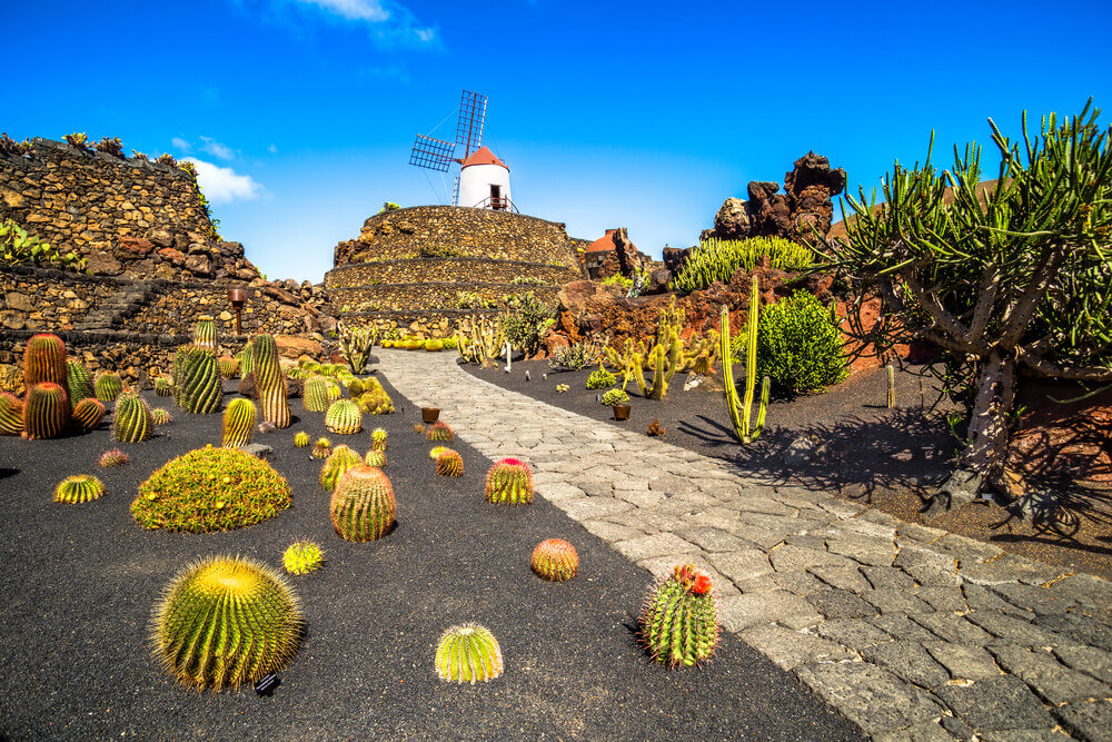 A cactus garden set in black volcanic earth leads up a path to a windmill in the Canary Islands