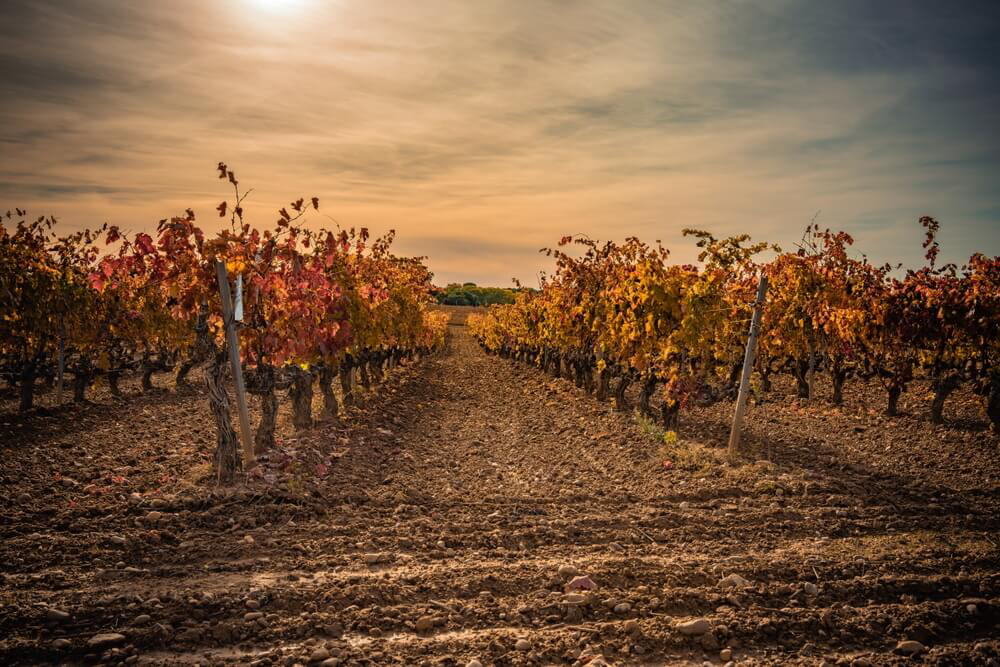 Sample the delicious wine produced in the Ribera del Duero