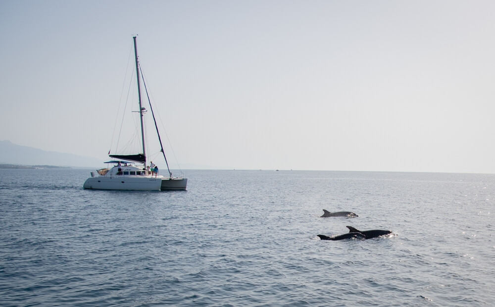 Dolphin boat trip: Dolphins swimming in the sea next to a boat