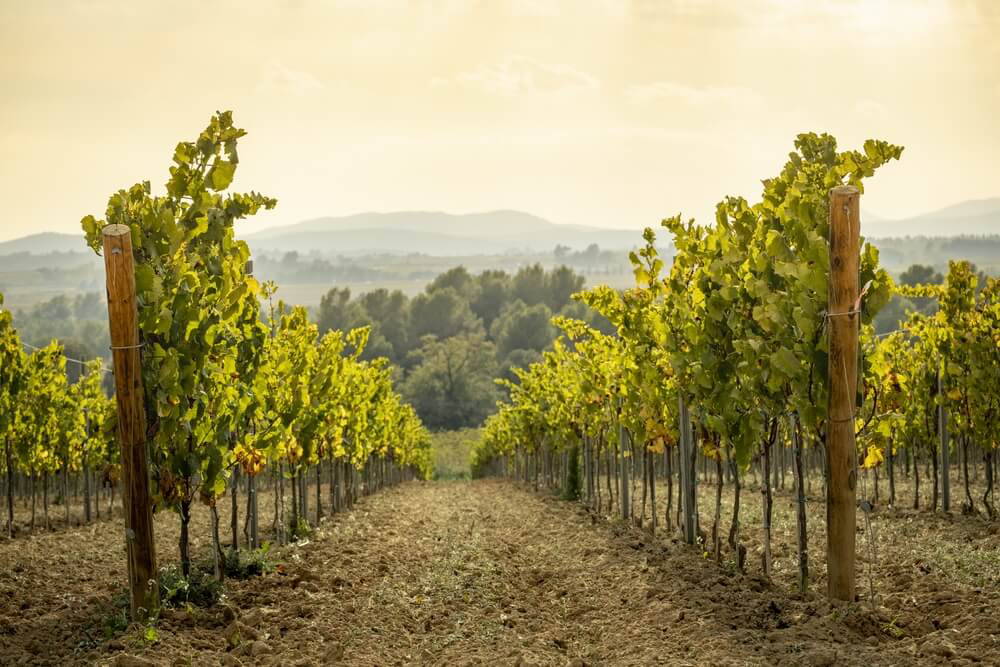 Vineyards: A sundrenched field full of vines stretching as far as the eye can see