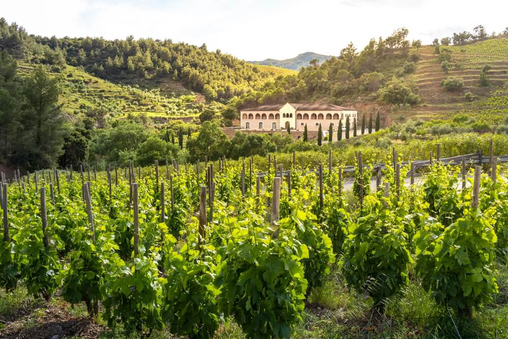 Winery: An old, emblematic house surrounded by a vineyard