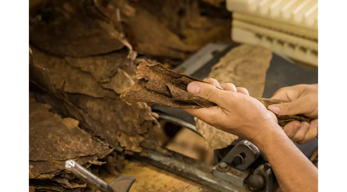 Discover the artistry of Dominican Republic cigars
