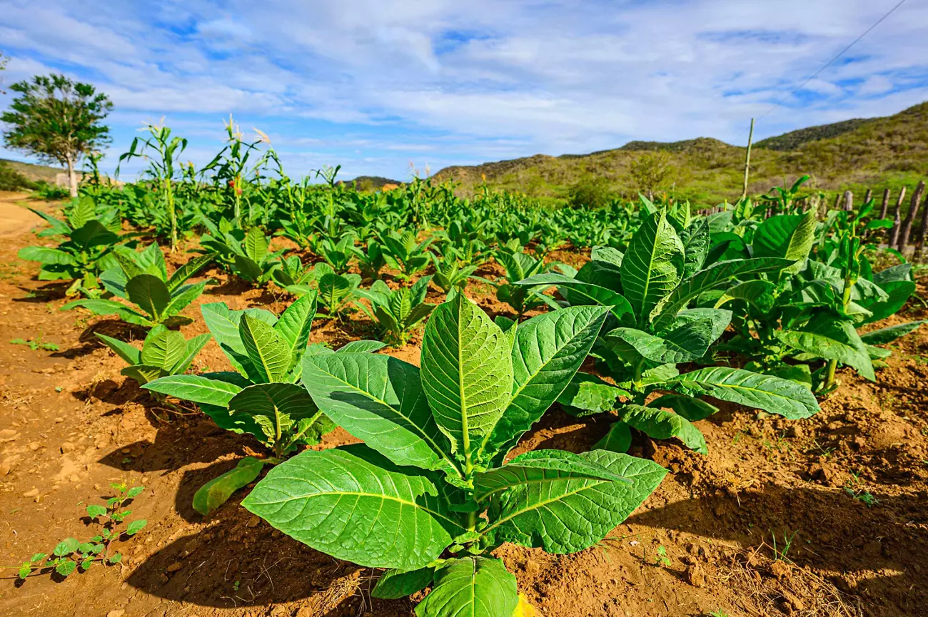 highest tobacco consuming country Chart: The World's Largest Tobacco Producers