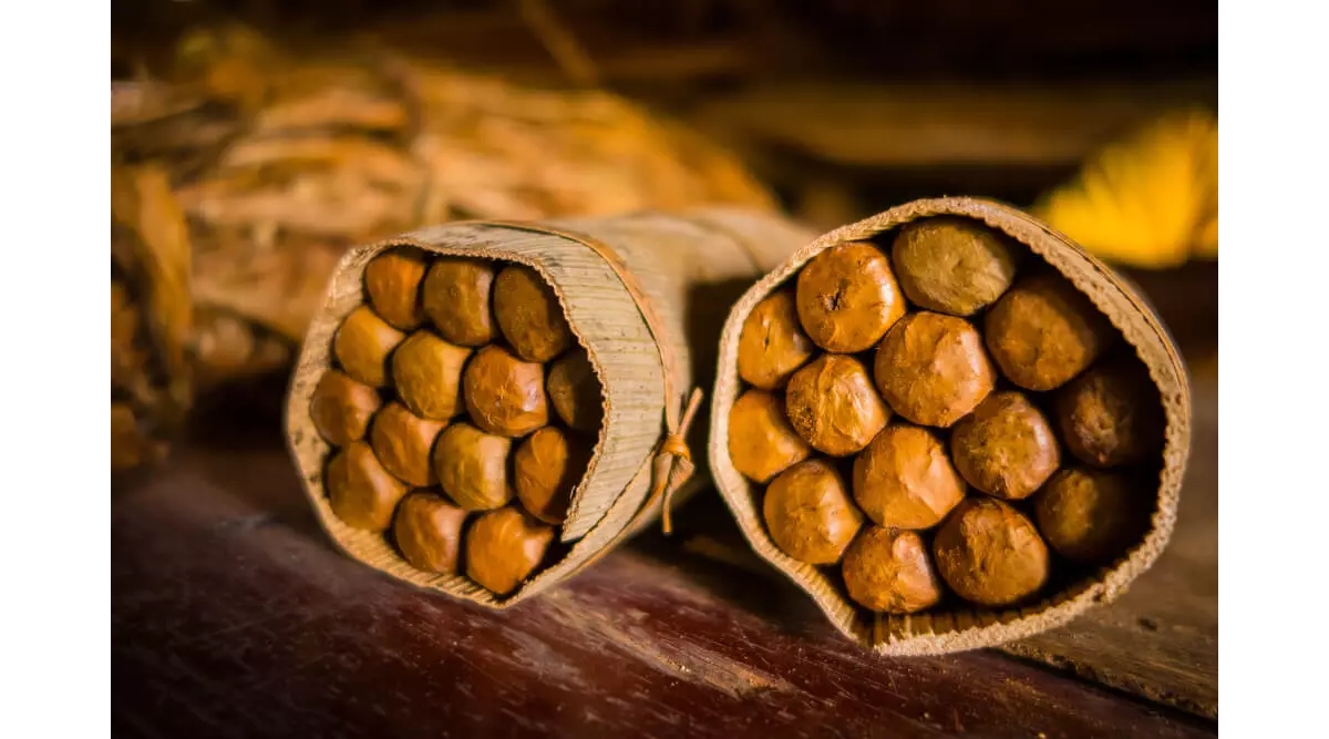dominican republic tobacco Discover the artistry of Dominican Republic cigars