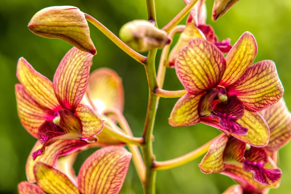 Dominican Republic travel guide fun fact: The country is home to more than 200 species of orchids