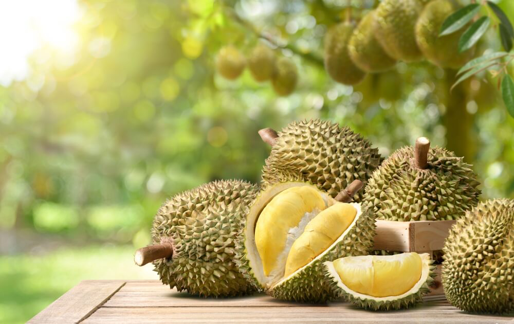 Exotic Fruits: A wooden table under a durian tree with durian fruit on top of it