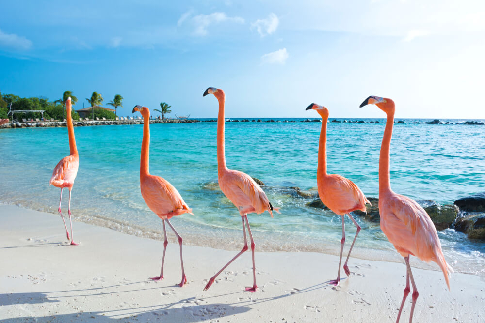 isla de la felicidad aruba