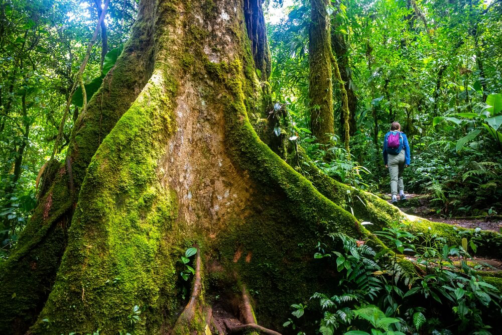 Costa Rica: Green forest with people hiking