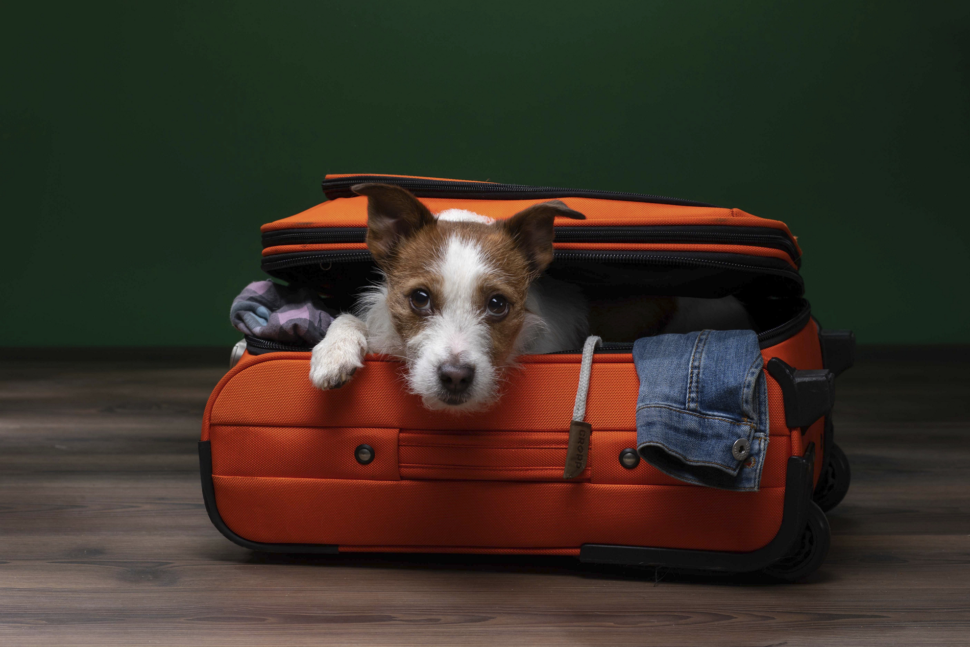 Reisen mit Hund: kleiner Hund lugt aus einem Reisekoffer hervor