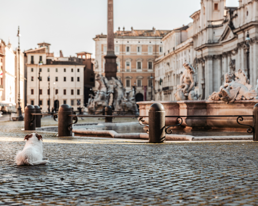 Hundefreundliche Urlaubsziele: ein kleiner Hund auf der Piazza Navona in Rom