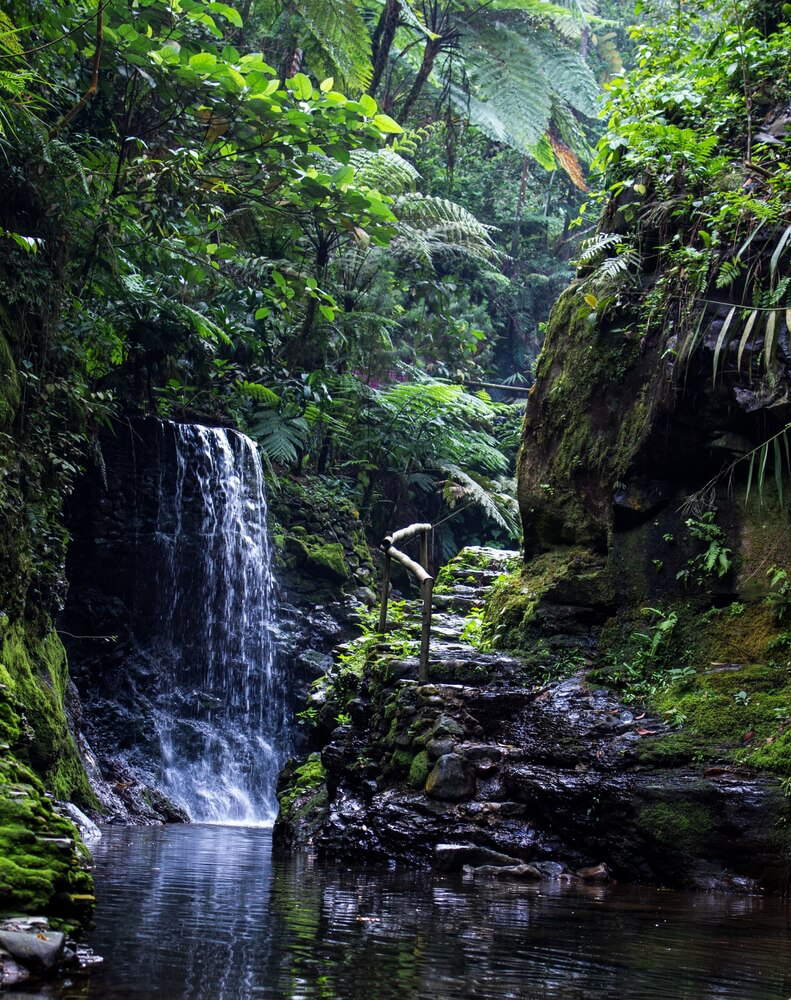 Länder mit tropischem Regenwald: Nationalpark Gunung Halimun in Indonesien