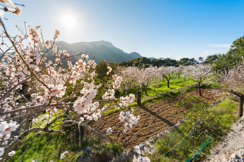 Mandelblüte Mallorca: Feld in den Bergen mit Mandelb.