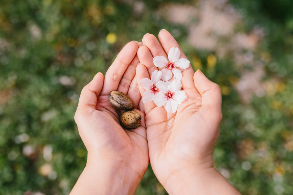 Mandelblüte Mallorca: Hand mit Mandeln und Blüten