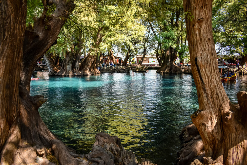Alte Bäume im Wasser des Camécuaro-Sees in Michoacán, Mexiko
