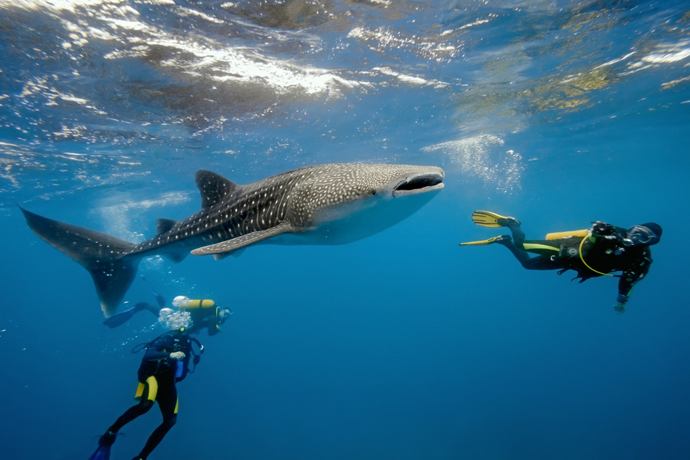 Scuba divers swim with a whale shark in the Maldives