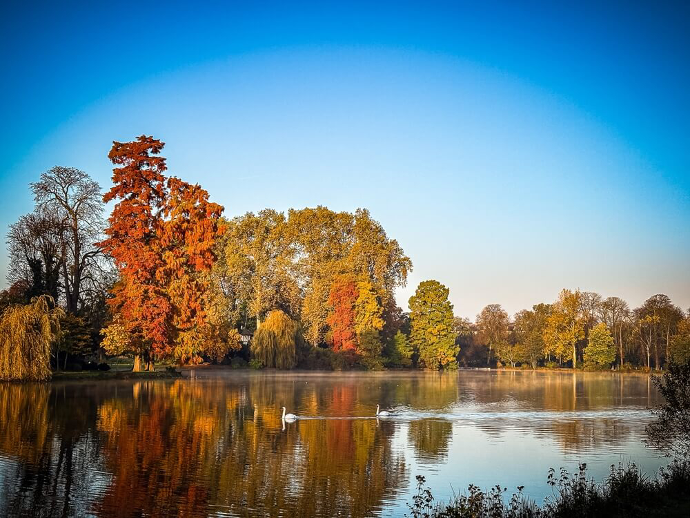 Herbstlicher Wald an einem See mit Schwänen im Bois de Vincennes bei Paris
