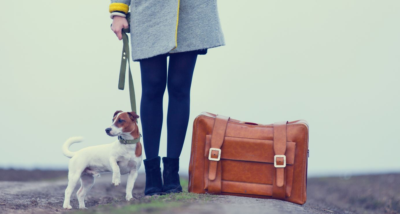 Viajes con mascotas