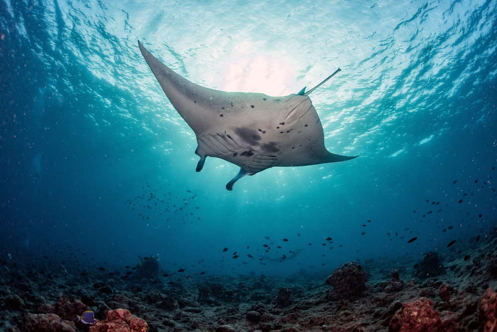 There are so many places to visit in the maldives but here are our favorites