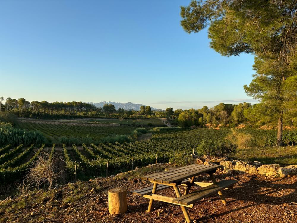 A vineyard in the gently rolling hills of Penedes with Montserrat in the distance