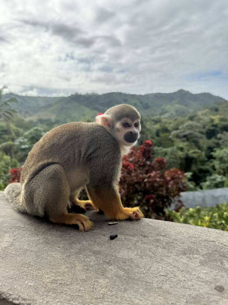 Monkeyland is the top activity to enjoy in Punta Cana with kids