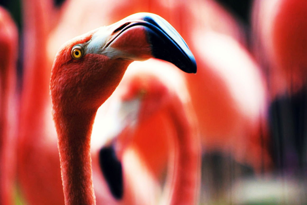Qué ver en Holbox: flamencos