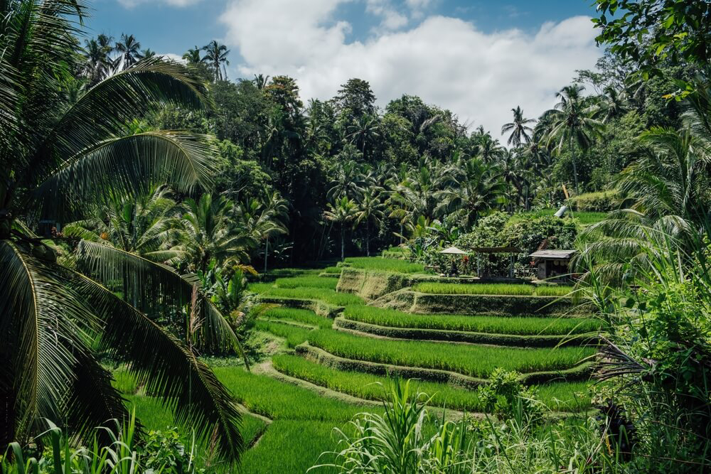 que ver en indonesia