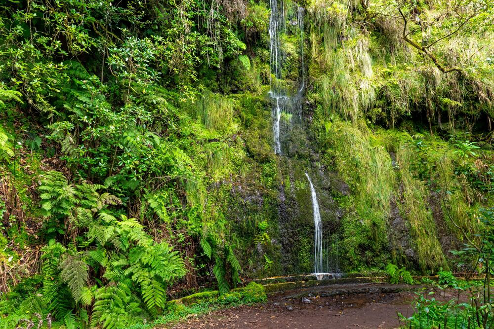 rutas senderismo madeira