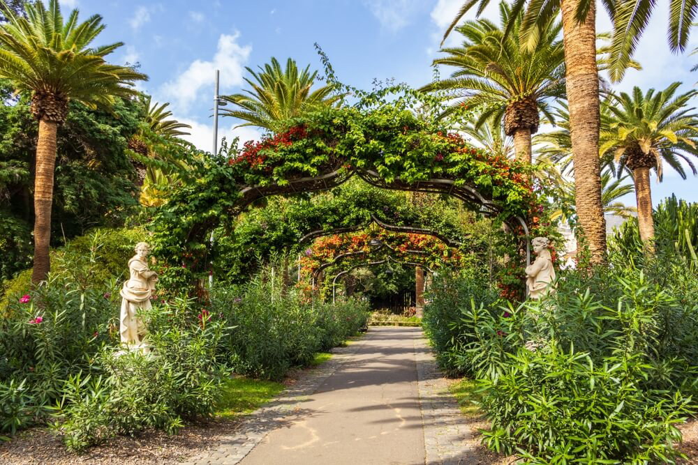 Allee im Parque García Sanabria im Zentrum von Santa Cruz, Teneriffa