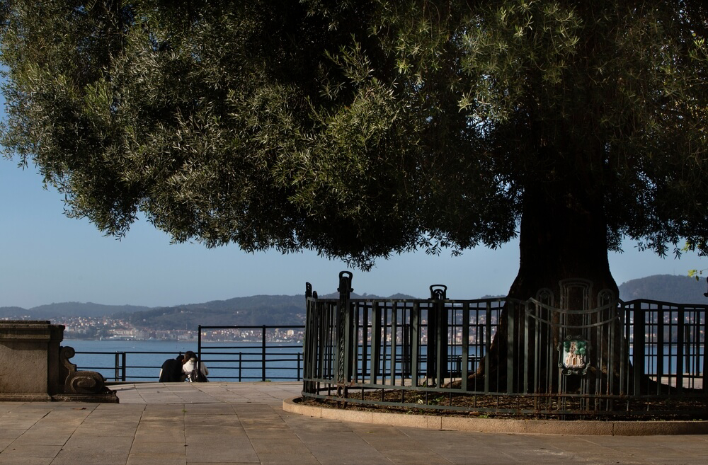 Aussichtspunkt am Paseo Alfonso XIII in Vigo mit einem riesigen Olivenbaum