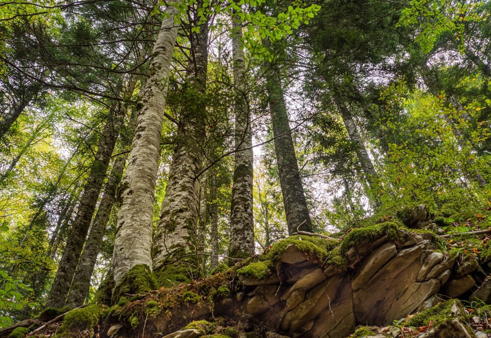 selva de irati bosques de españa
